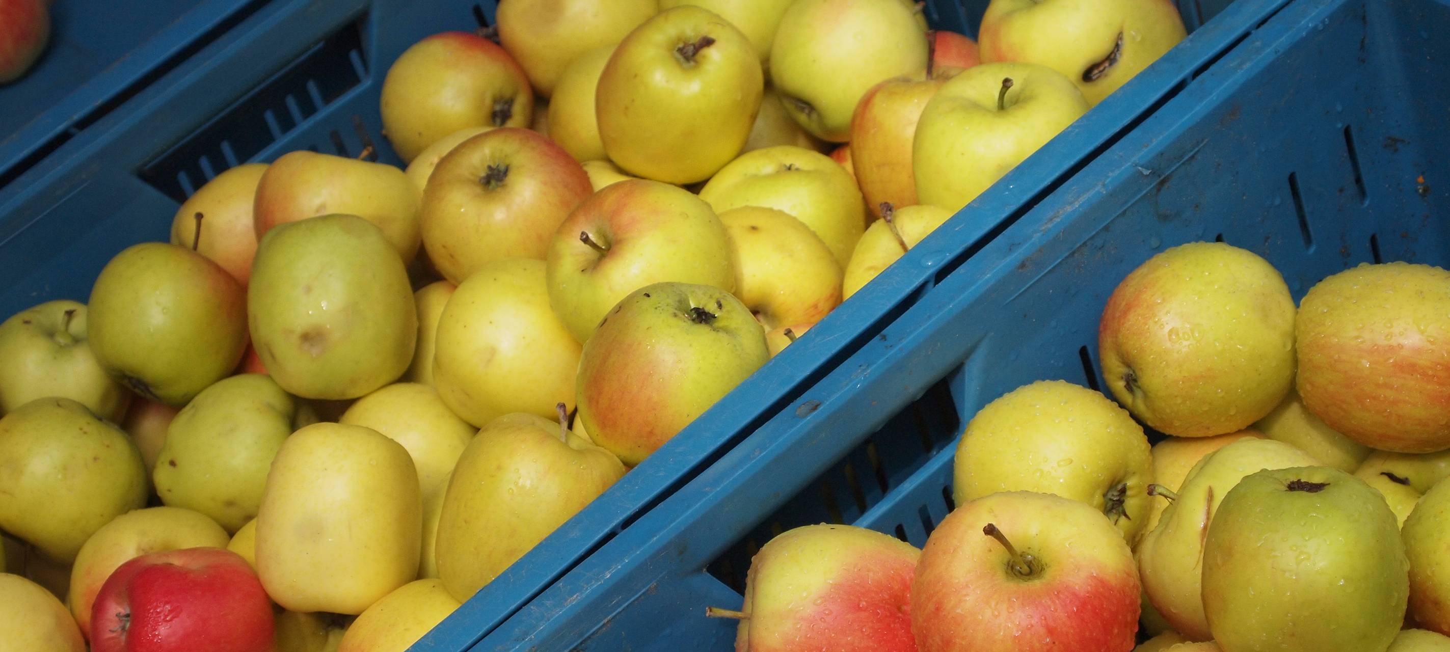 Apfelsaftprojekt in Stiepel