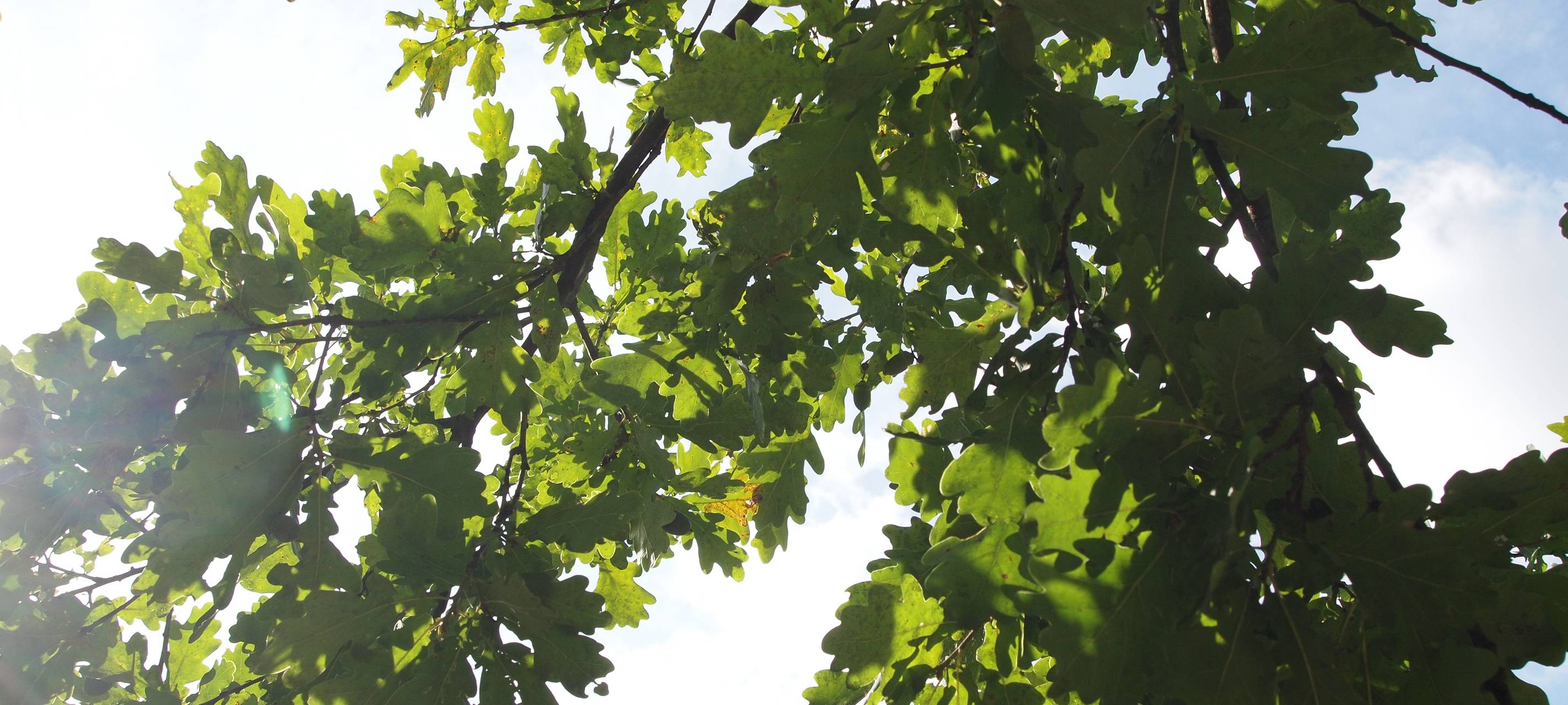 Mehr Bäume für Bochum