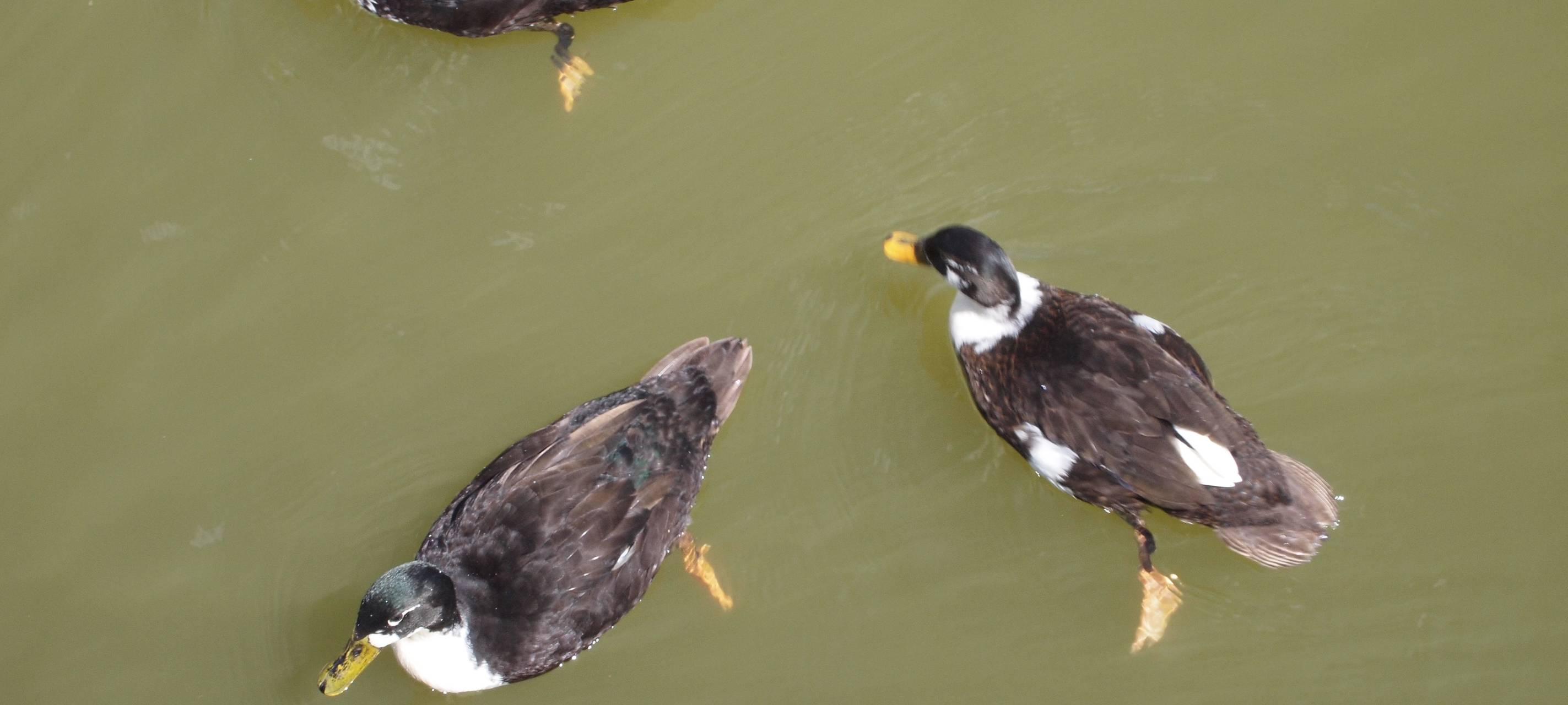 THW füllt Teiche auf