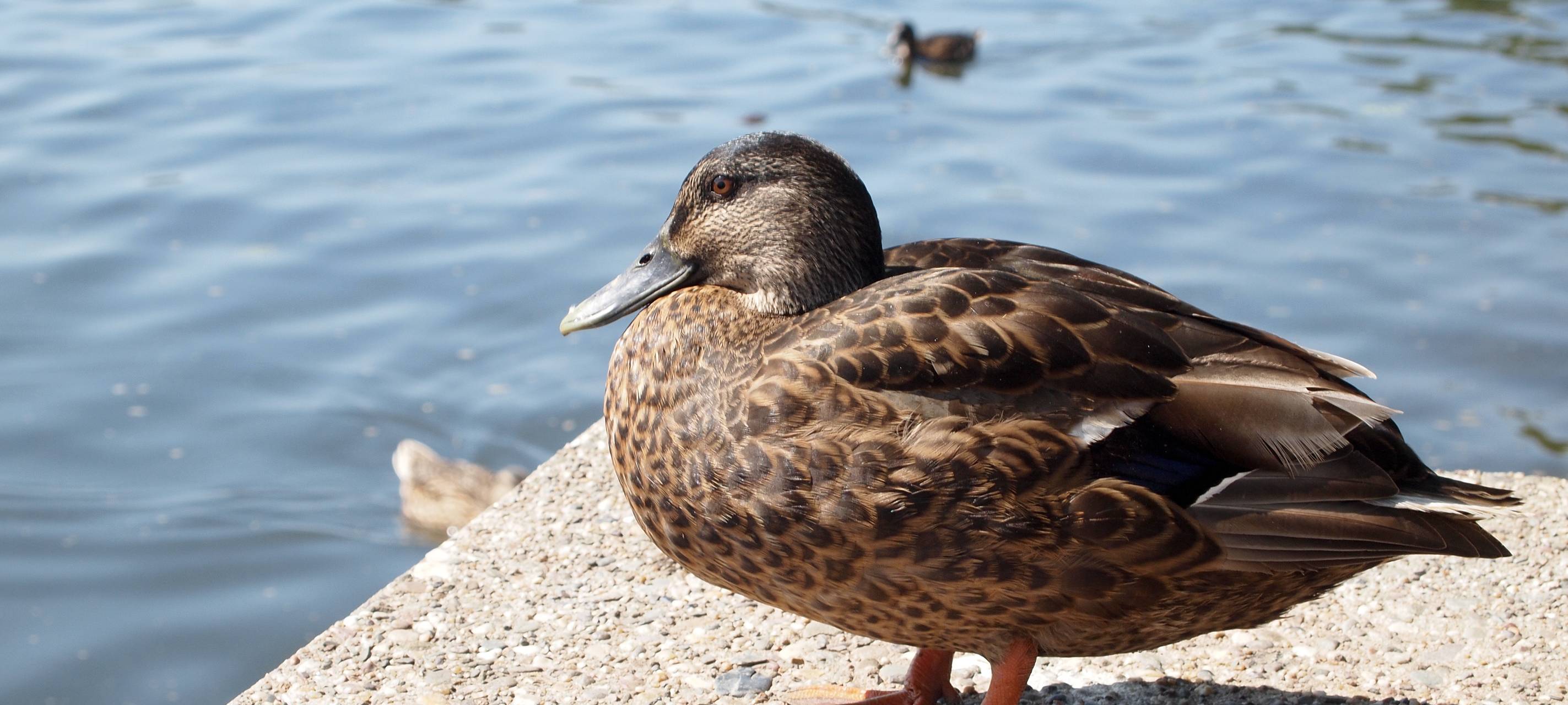 Taxifahrer überfährt offenbar bewusst Ente
