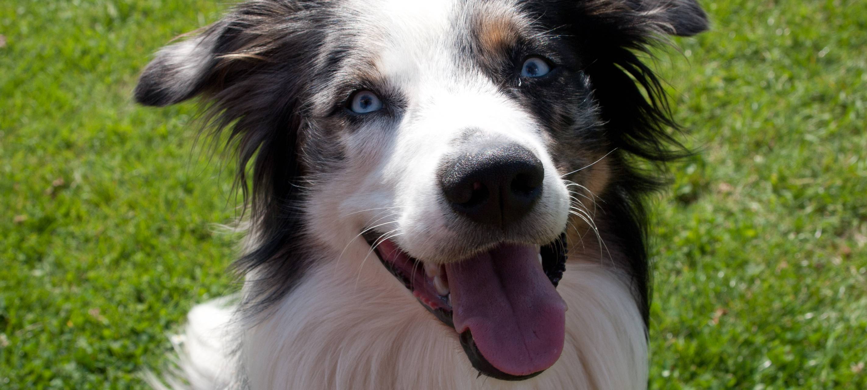 Bochum: Erste-Hilfe-Kurse am Hund