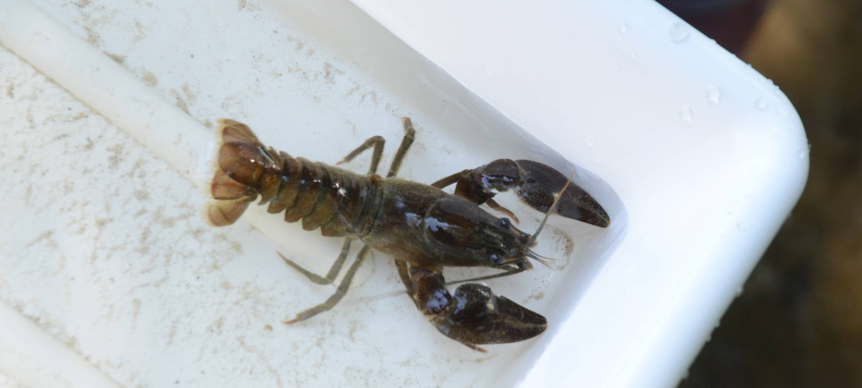 Programm für Ferienpass Bochum steht