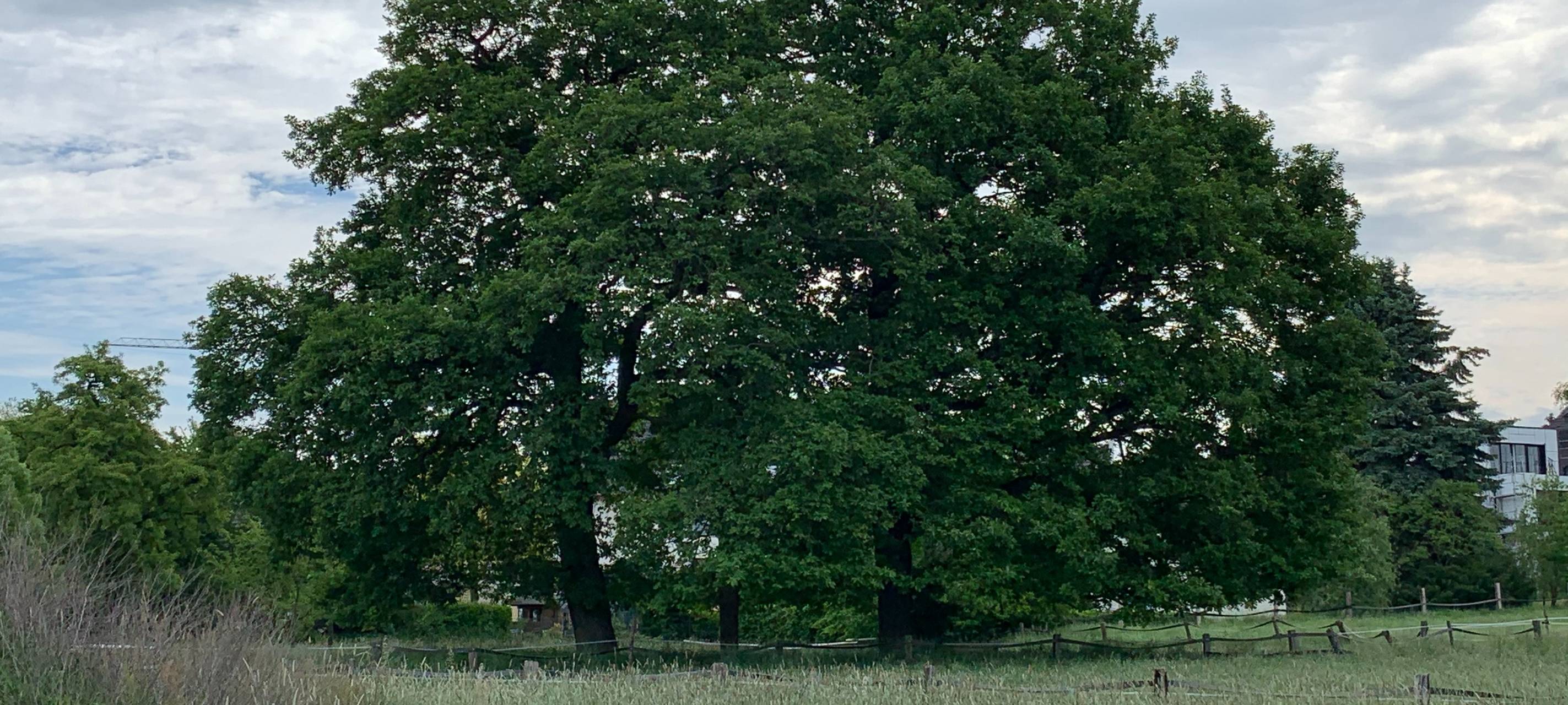 Alte Bäume stehen auf einer Wiese