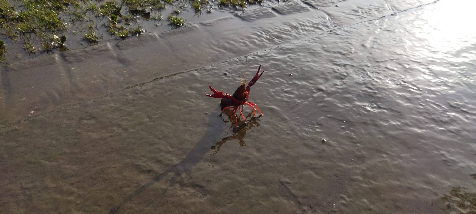 Bochum-Dahlhausen: Überflutung befürchtet