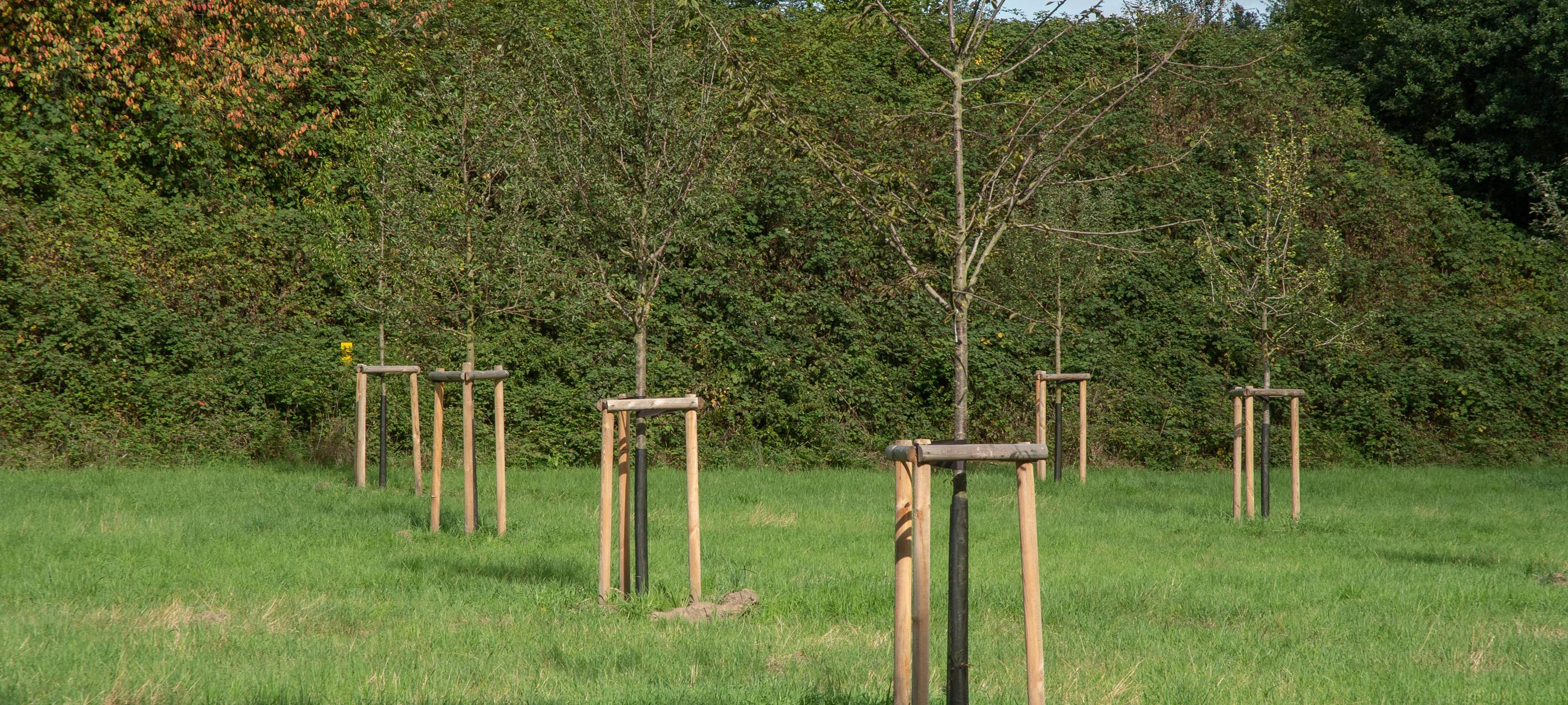 Bochum: Neue Obstwiese in Wattenscheid