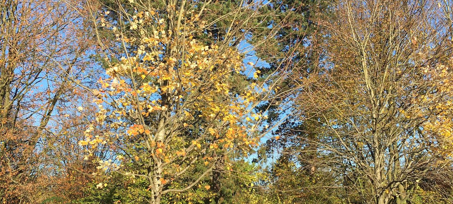 Bochum: Bäume werden verschoben