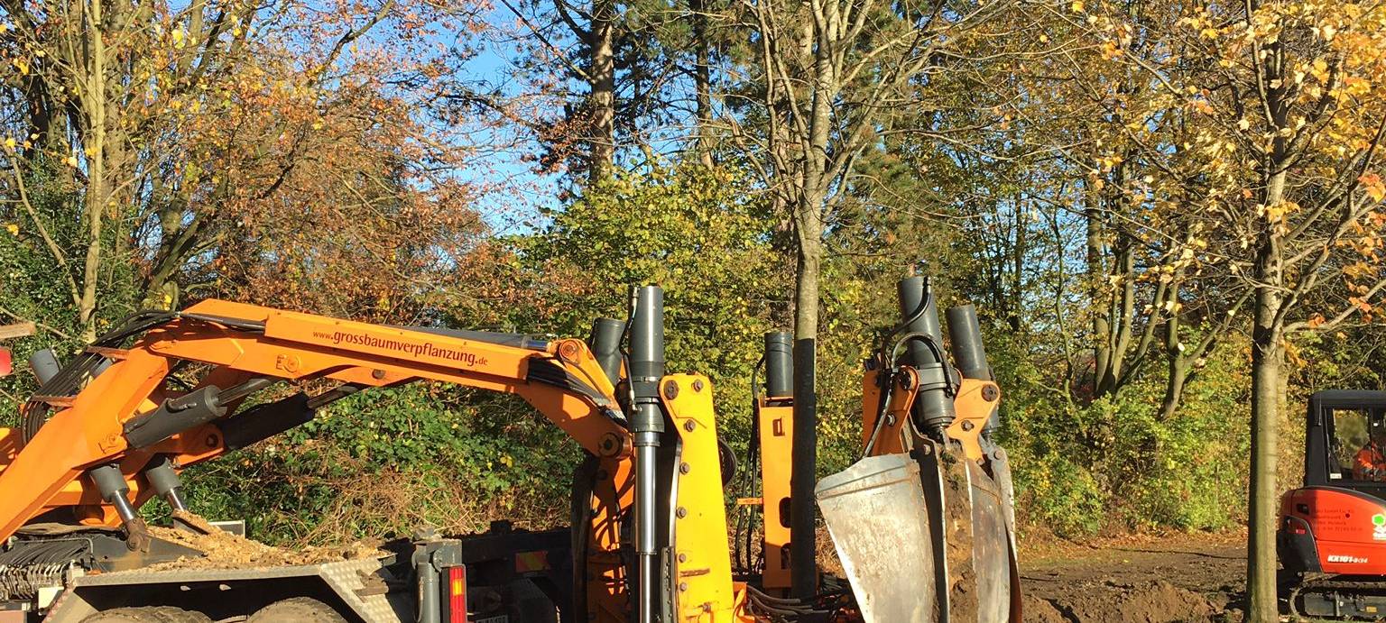 Bochum: Bäume werden verschoben