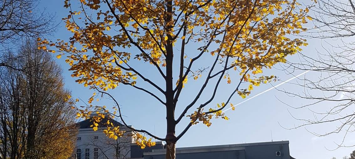 Bochum: Bäume werden verschoben