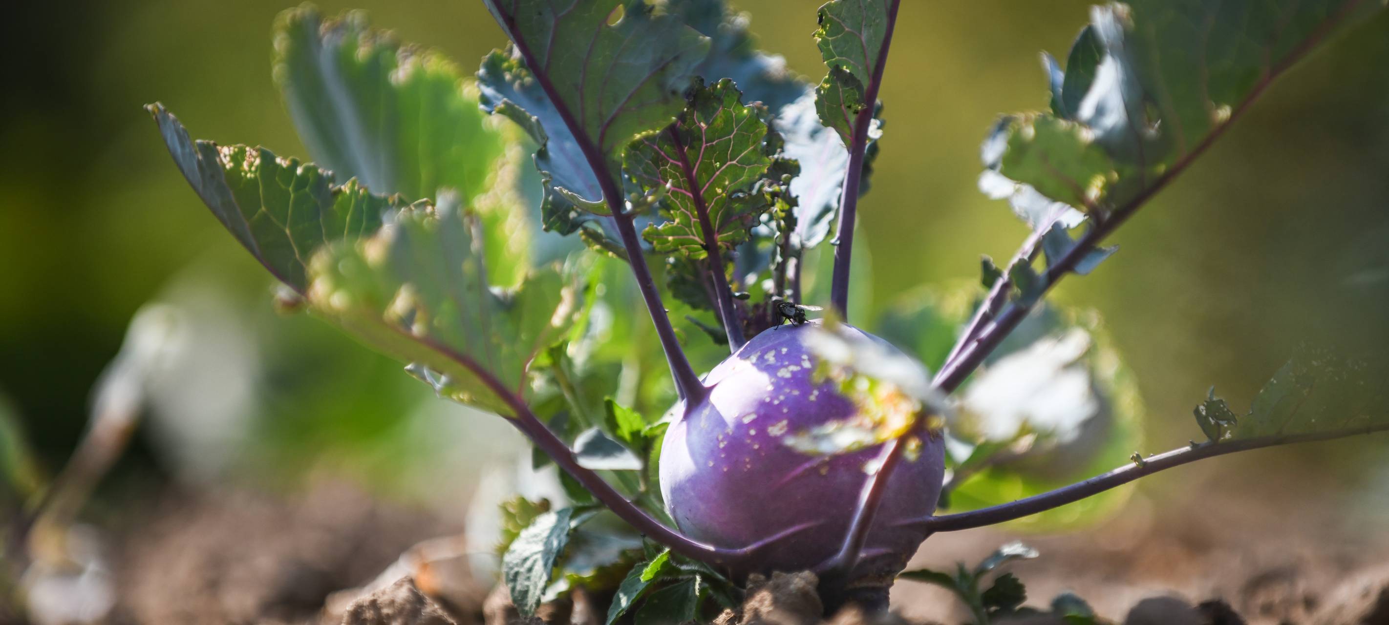 Frisches Gemüse für die Tafel in Bochum