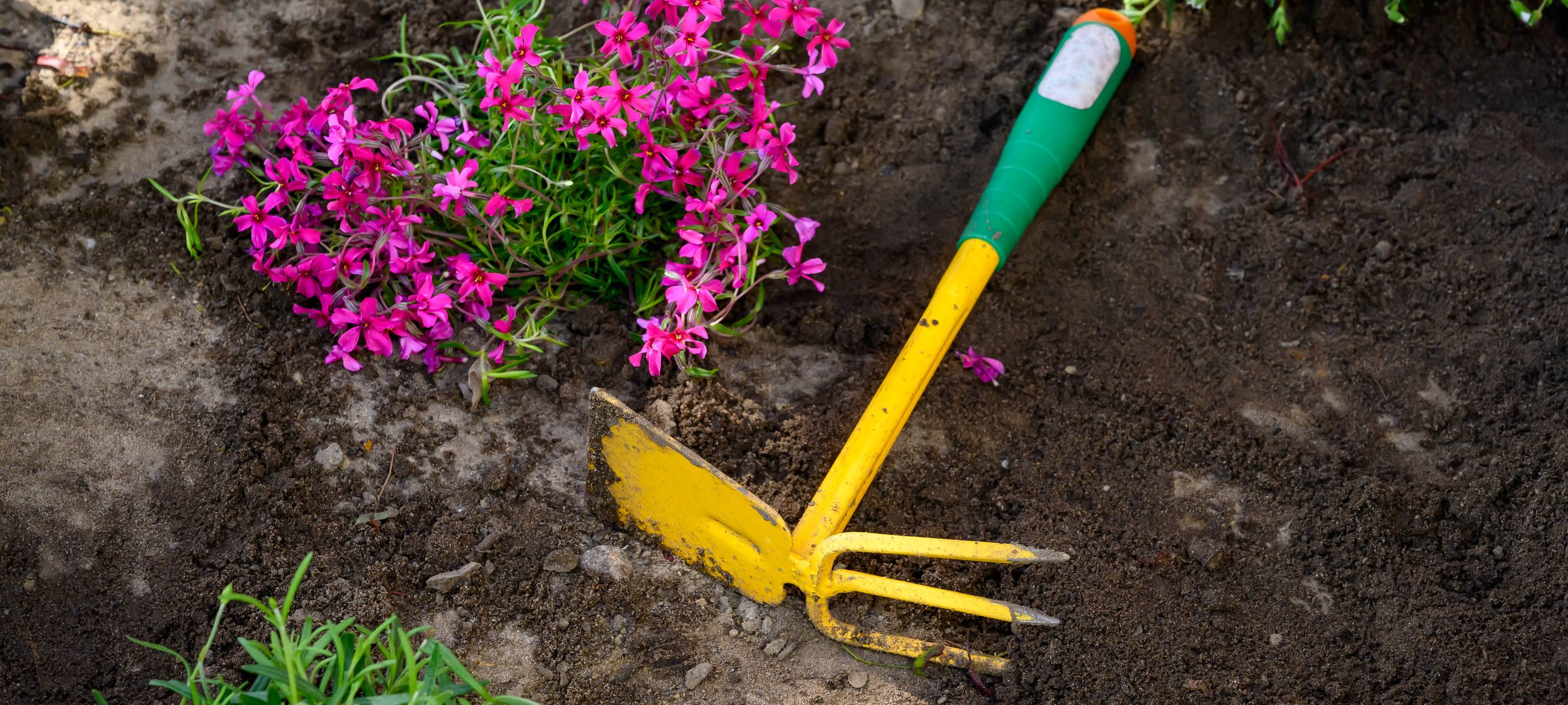 Blumenbeet Urban Gardening Bochum