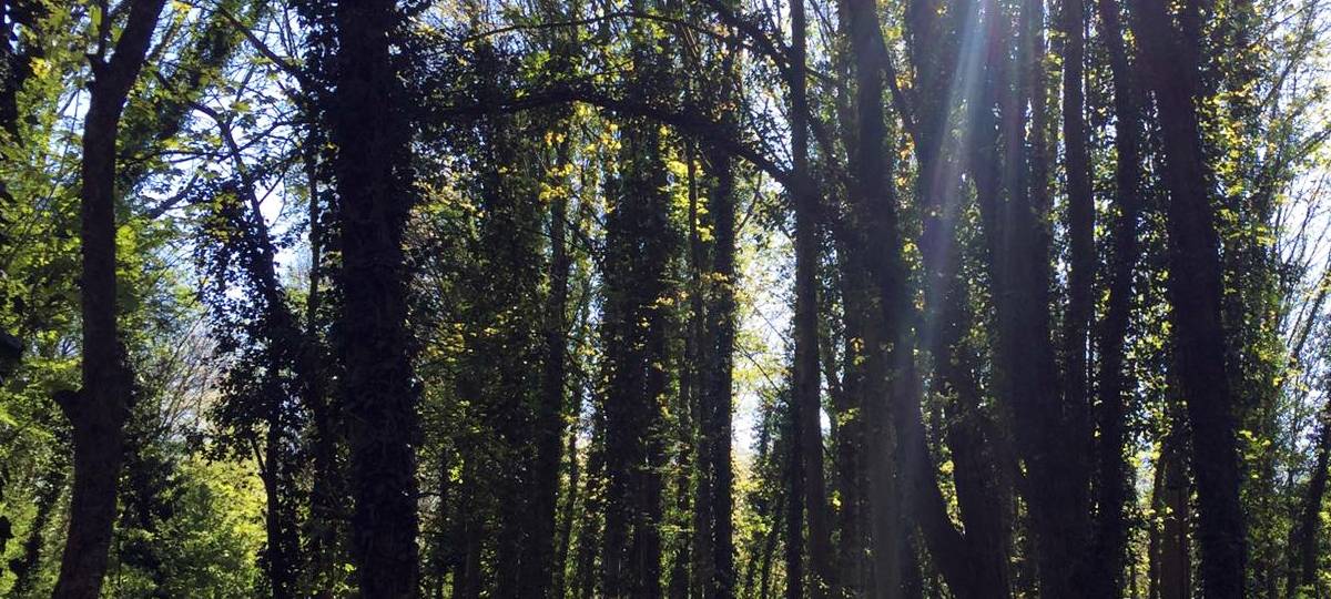 Waldgebiet: Bochum Vorletzter