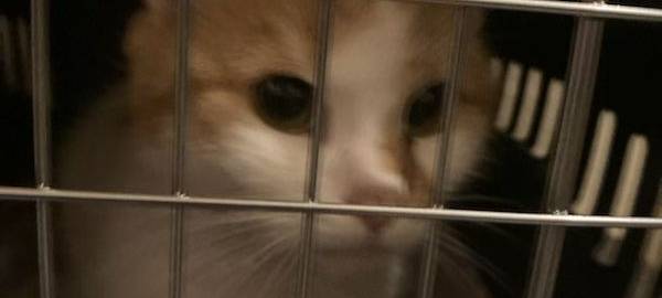 Bochum: 20 Katzen aus der Ukraine suchen ein Zuhause