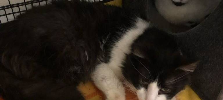 Bochum: 20 Katzen aus der Ukraine suchen ein Zuhause