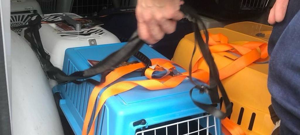 Bochum: 20 Katzen aus der Ukraine suchen ein Zuhause