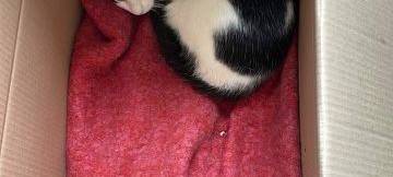 Bochum: 20 Katzen aus der Ukraine suchen ein Zuhause