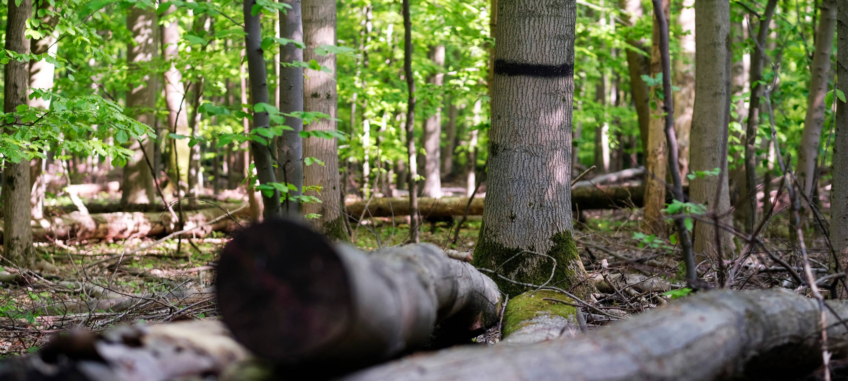 Weitmarer Holz Bochum