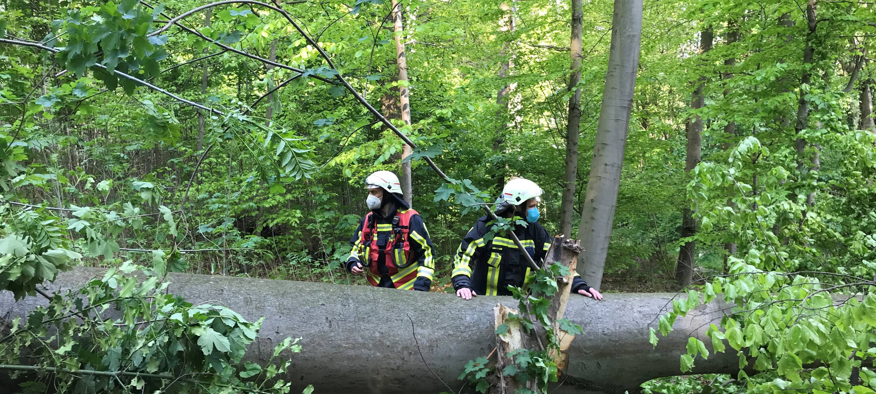 Umgestürzter Baum Bochum-Grumme