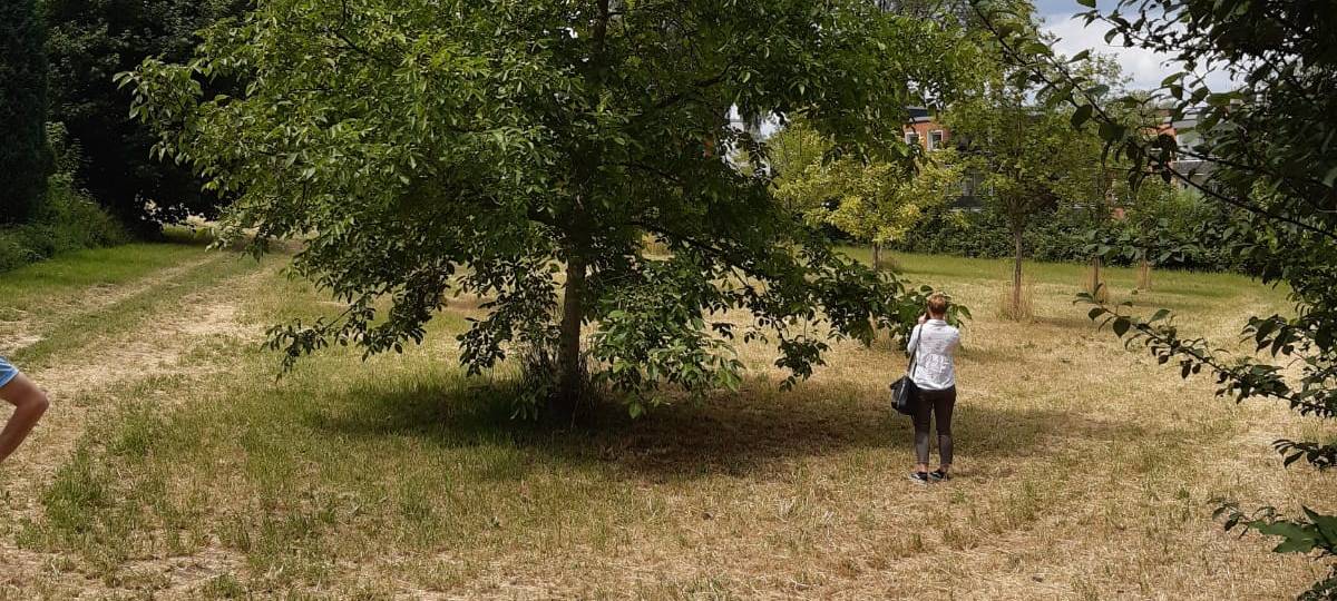 Neue Streuobstwiesen in Bochum