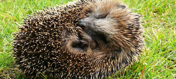 Igel ist Tier des Jahres 2024