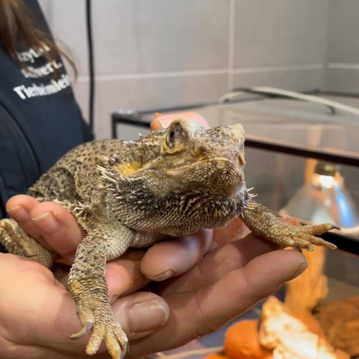 Kira hilft im Tierheim Riemke