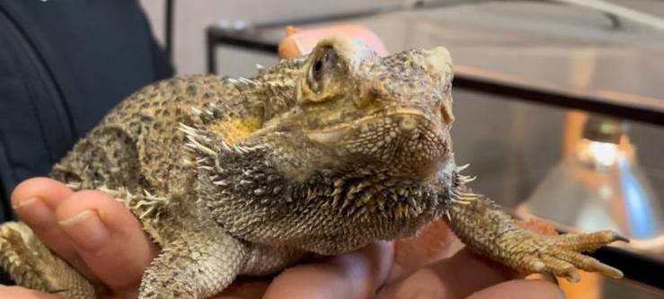 Kira hilft im Tierheim Riemke