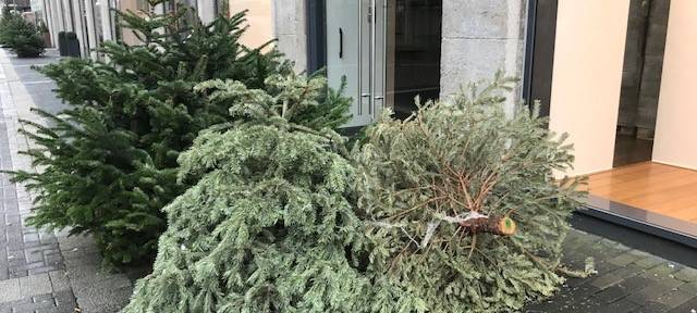 Tannenbäume liegen auf dem Boden