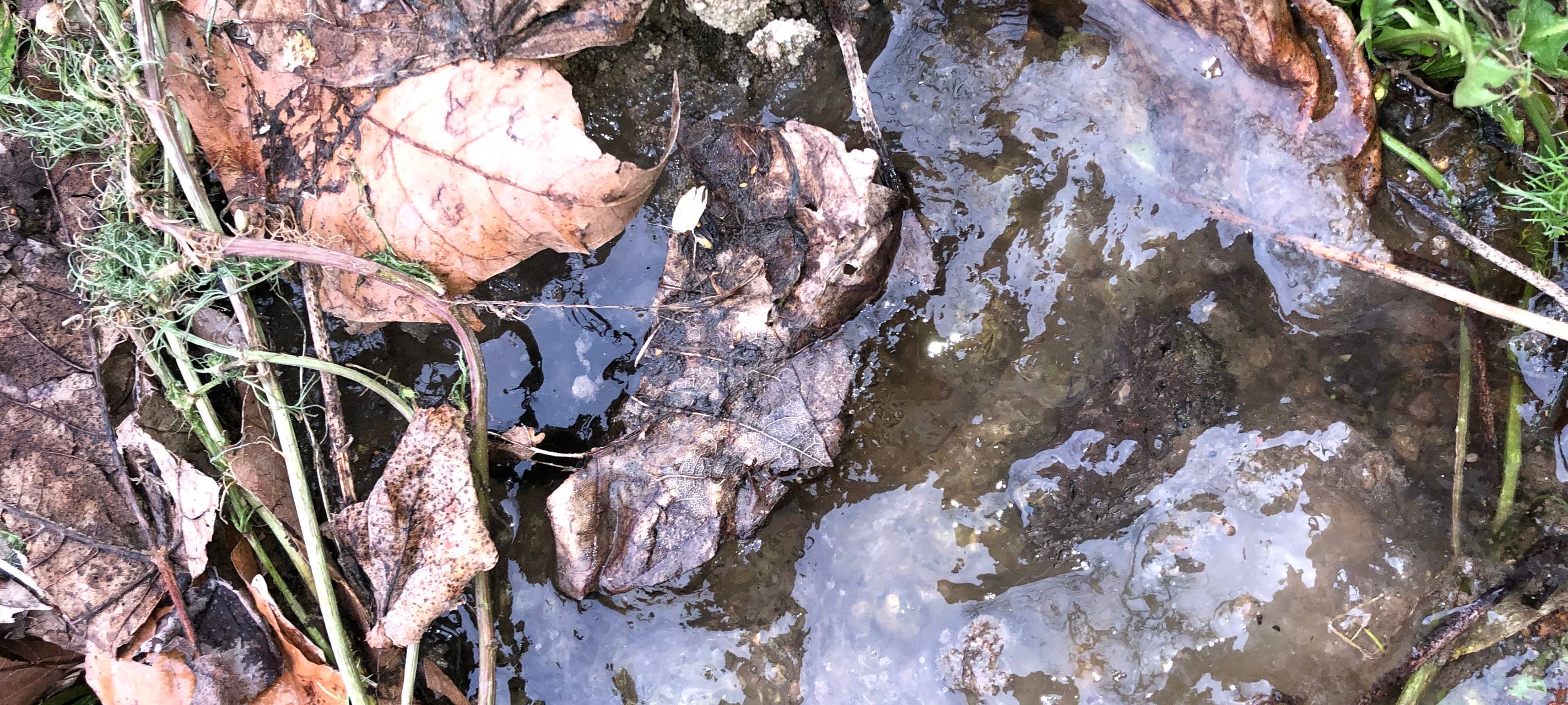 Bochum-Sundern: Mysteriöser Schleim