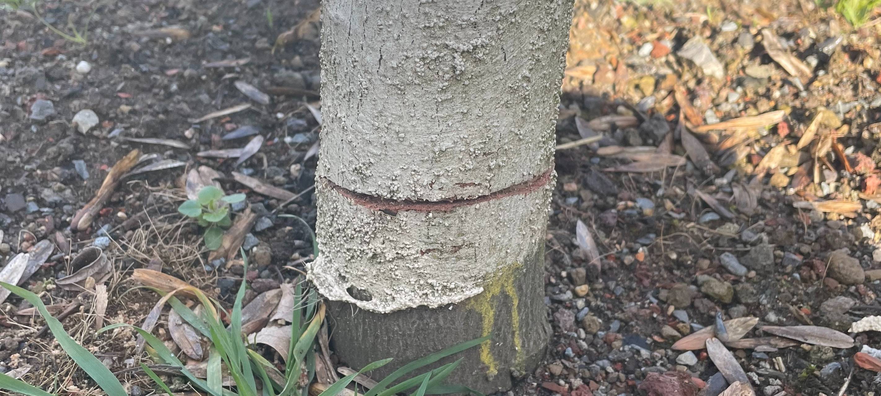 Bochum: Unbekannte sägen Bäume an