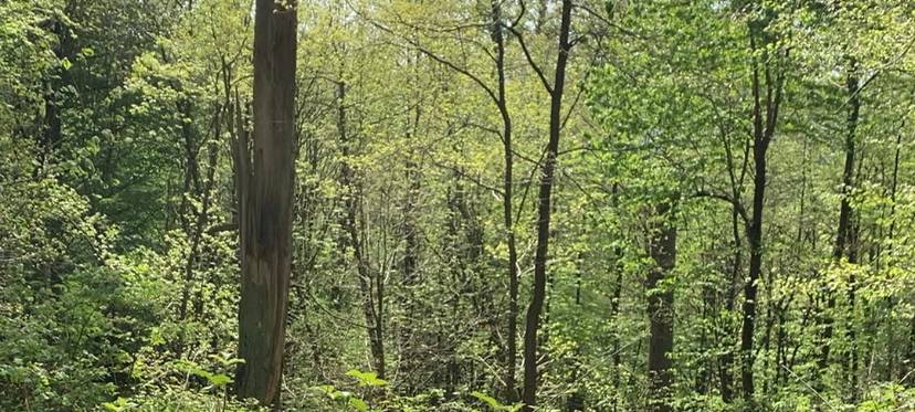 Wäldern in Bochum geht es nicht so schlecht