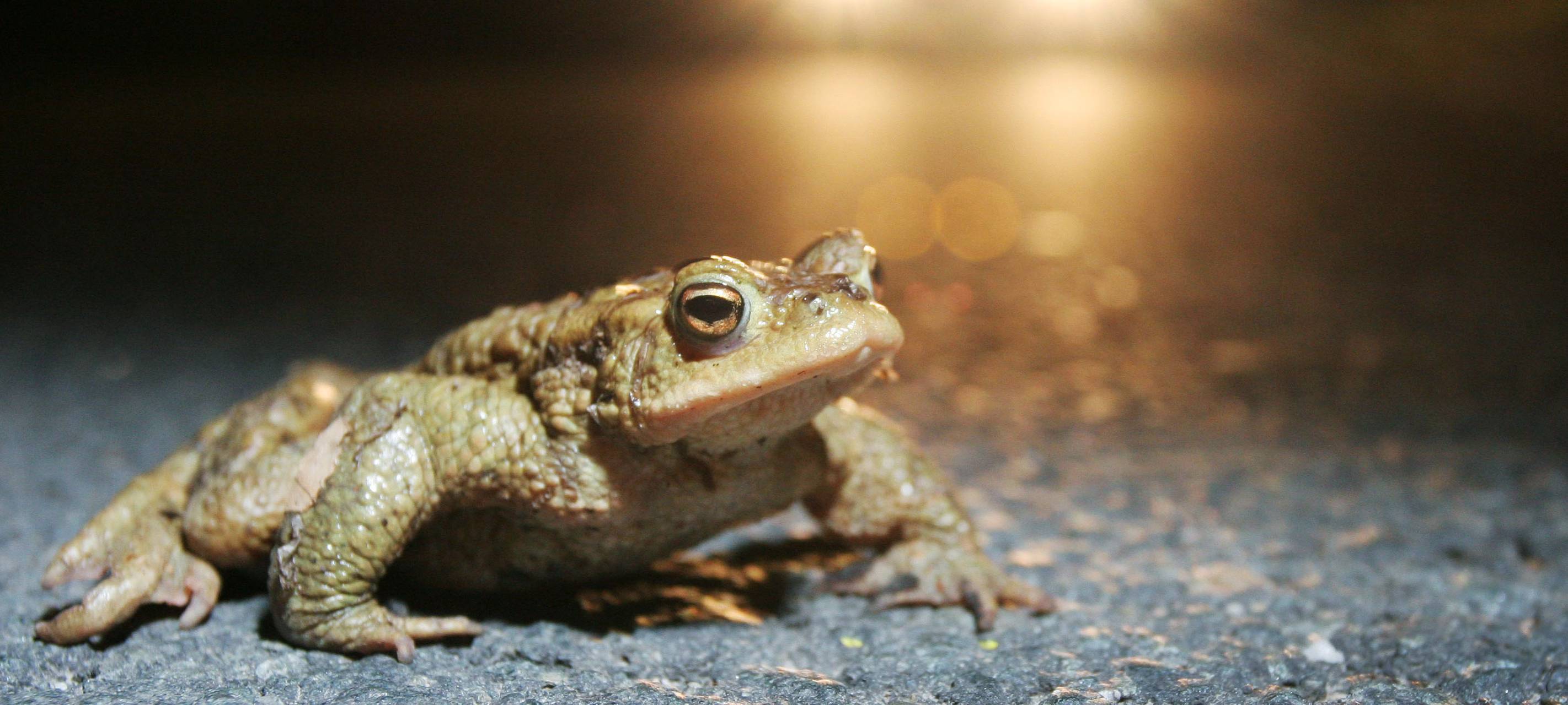 Straßensperrungen in Bochum: Stadt will Amphibien schützen