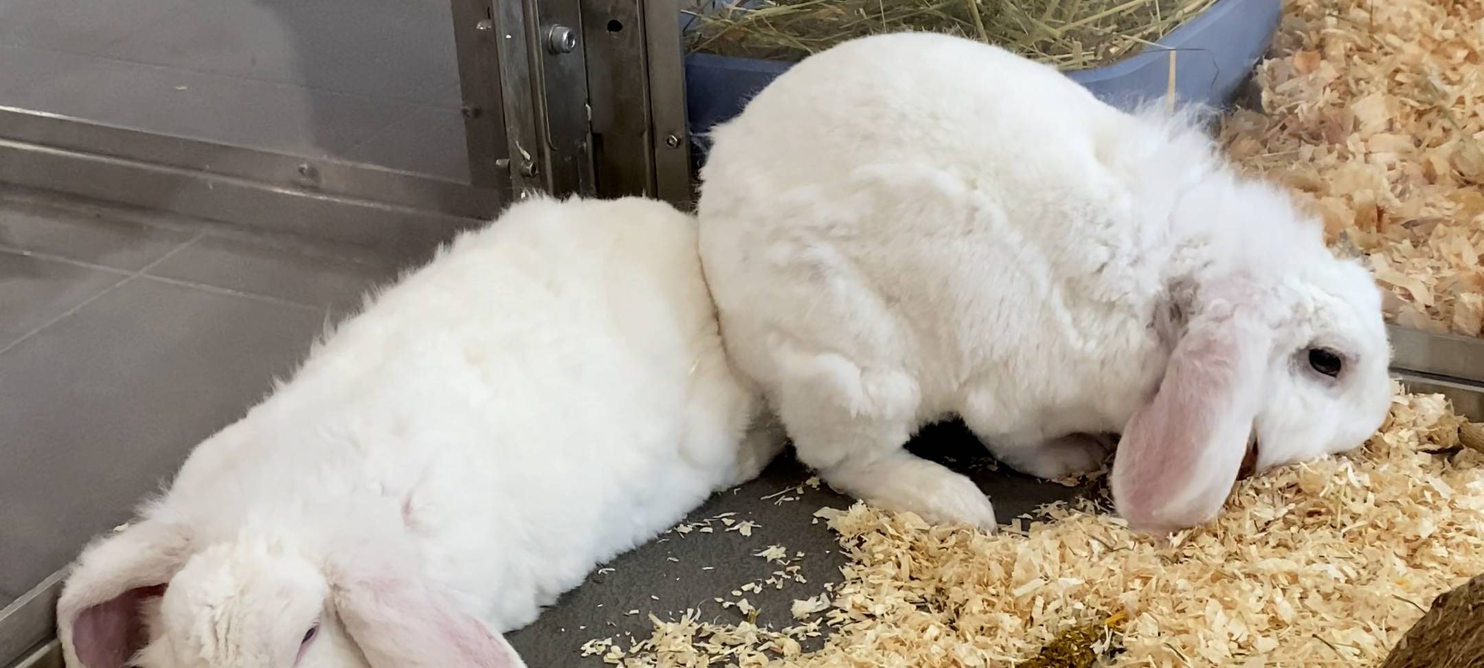 Tierheim Bochum: Davinci und Monet schlummern im Streu