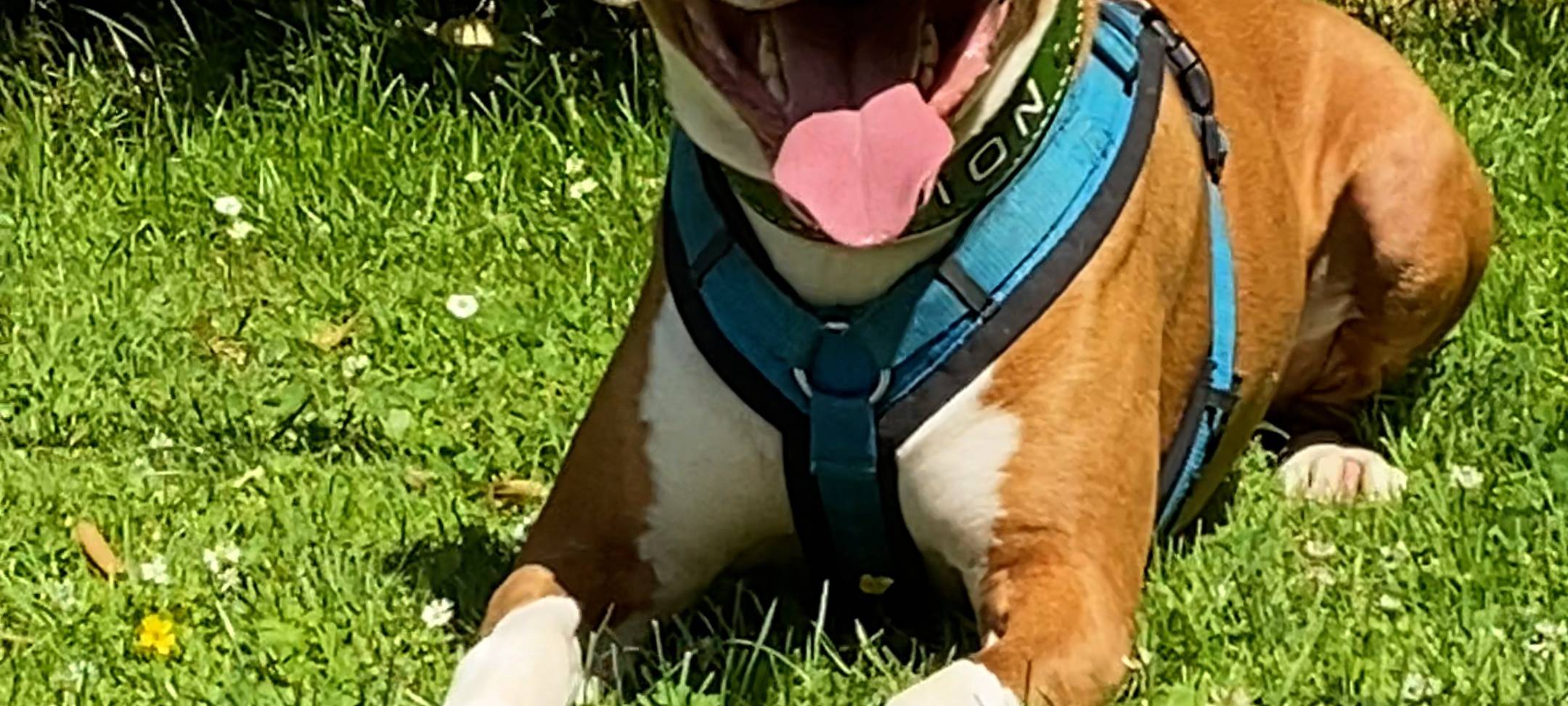 Tierheim Bochum: Staffordshire Bullterrier Lion sitzt entspannt auf der sonnigen Wiese.