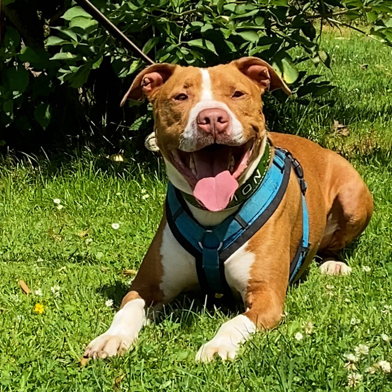 Tierheim Bochum: Staffordshire Bullterrier Lion sitzt entspannt auf der sonnigen Wiese.