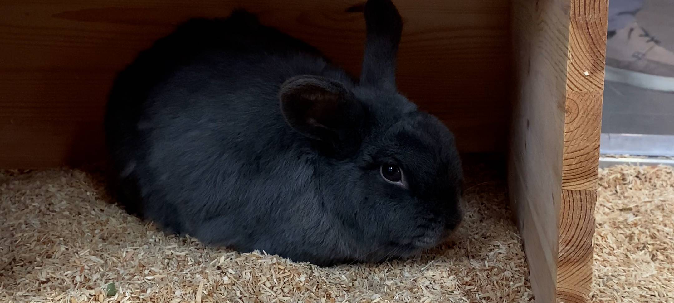 Tierheim Bochum: Loki versteckt sich in seiner Hütte