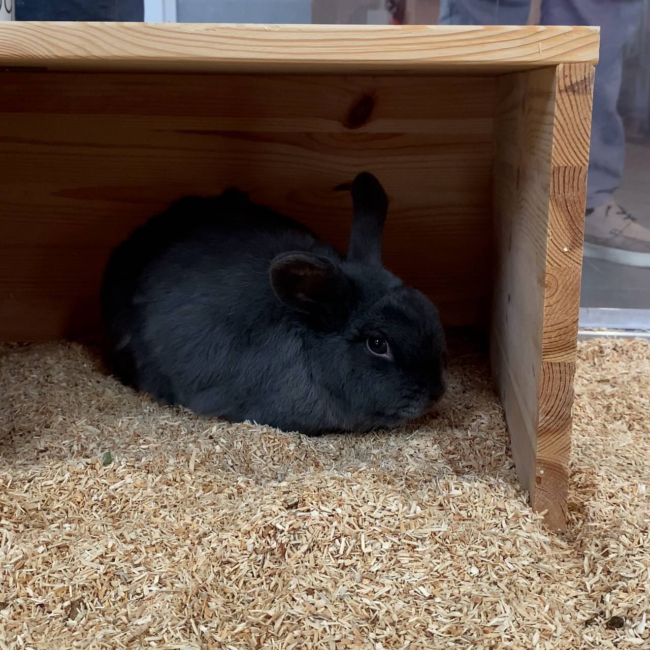 Tierheim Bochum: Loki versteckt sich in seiner Hütte