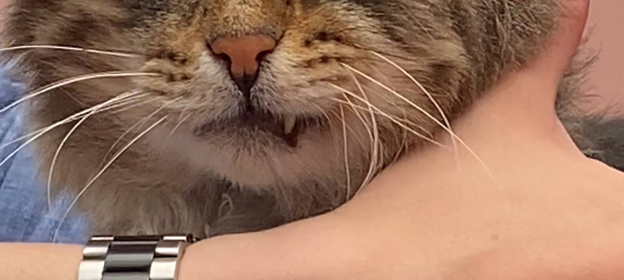 Kater Wilderich guckt grimmig in die Kamera