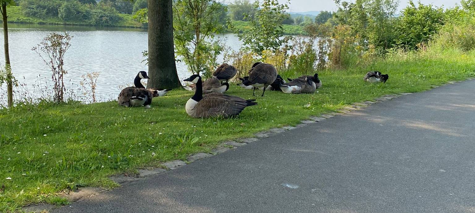 Gänse auf der Strecke vom Bochumer Parkrun