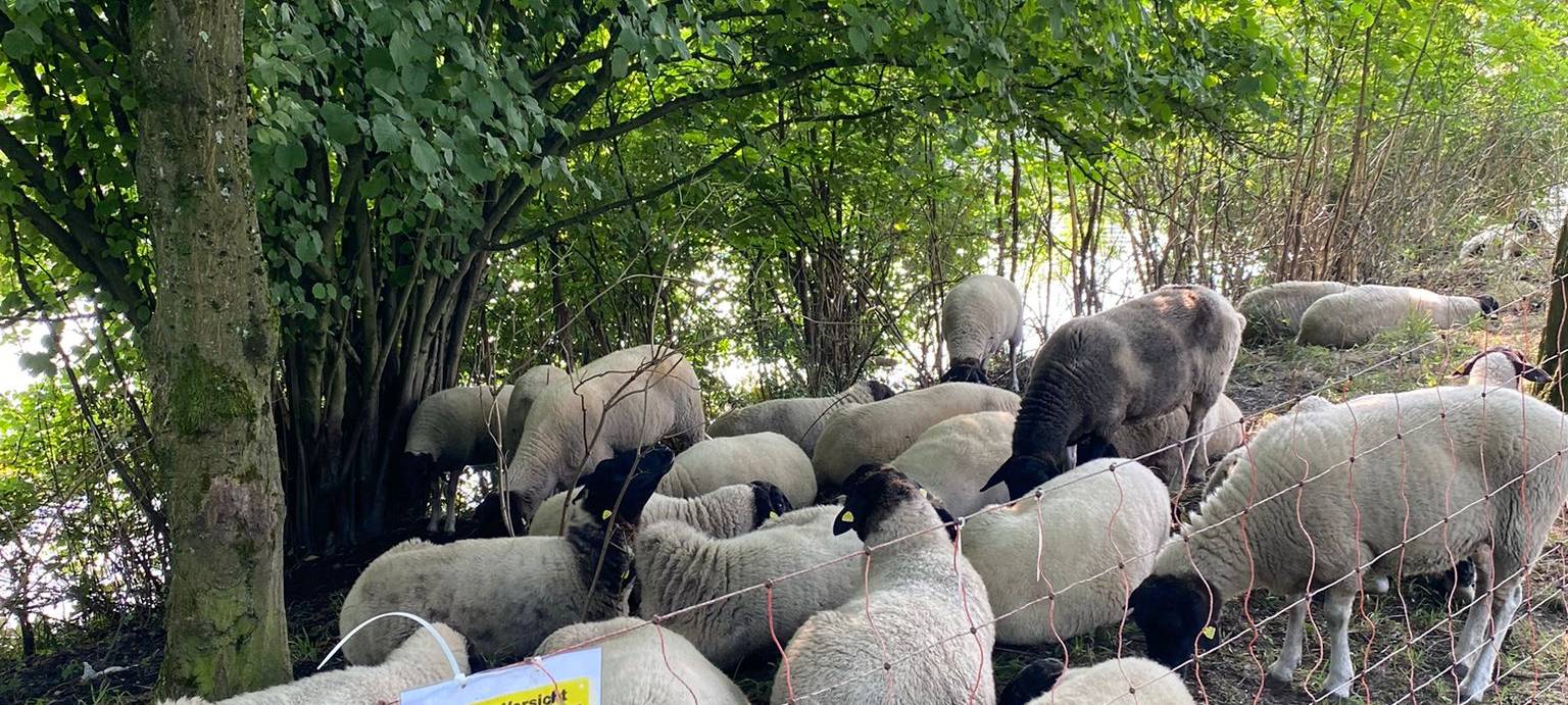 Schafe auf der Parkrun Strecke am Kemnader