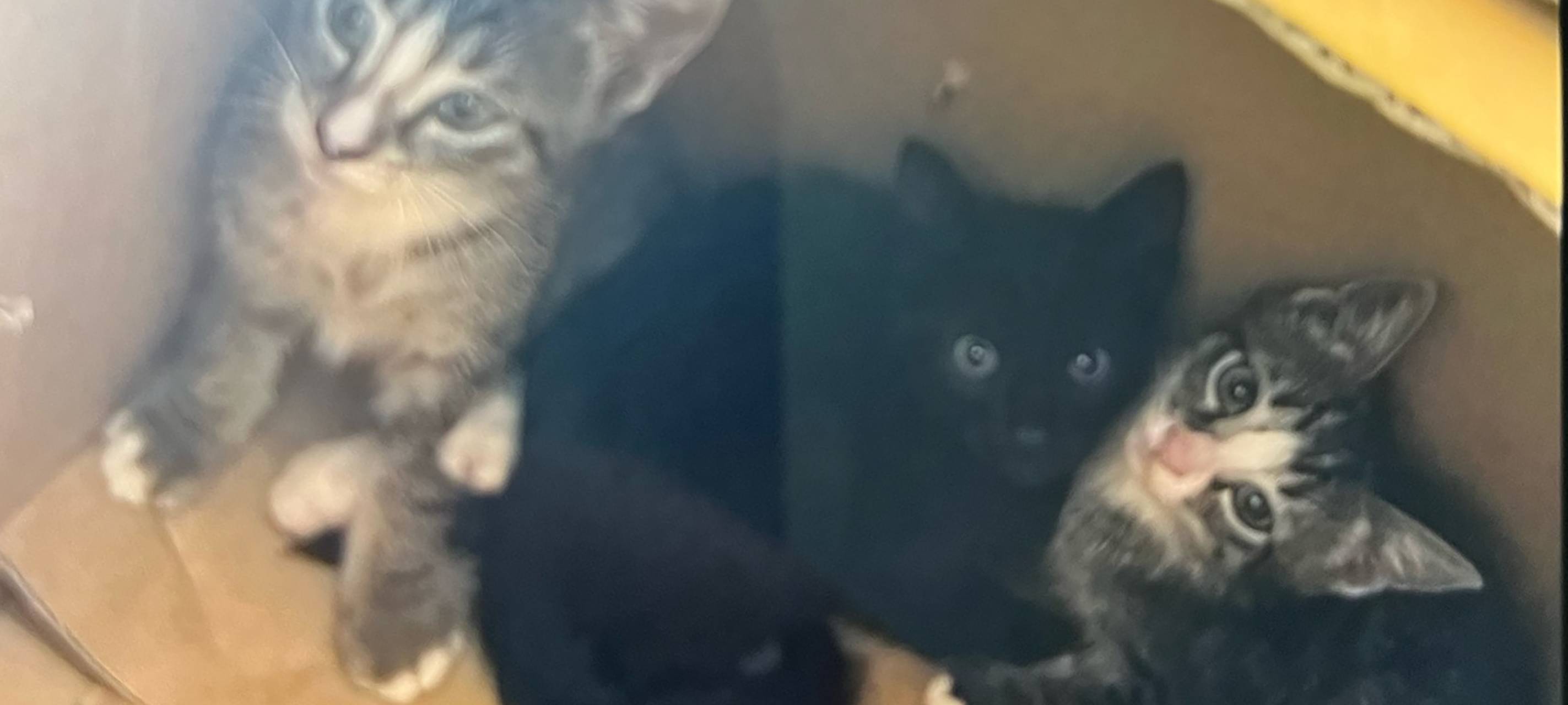 Polizei Bochum: Drei Kätzchen in Hitze ausgesetzt