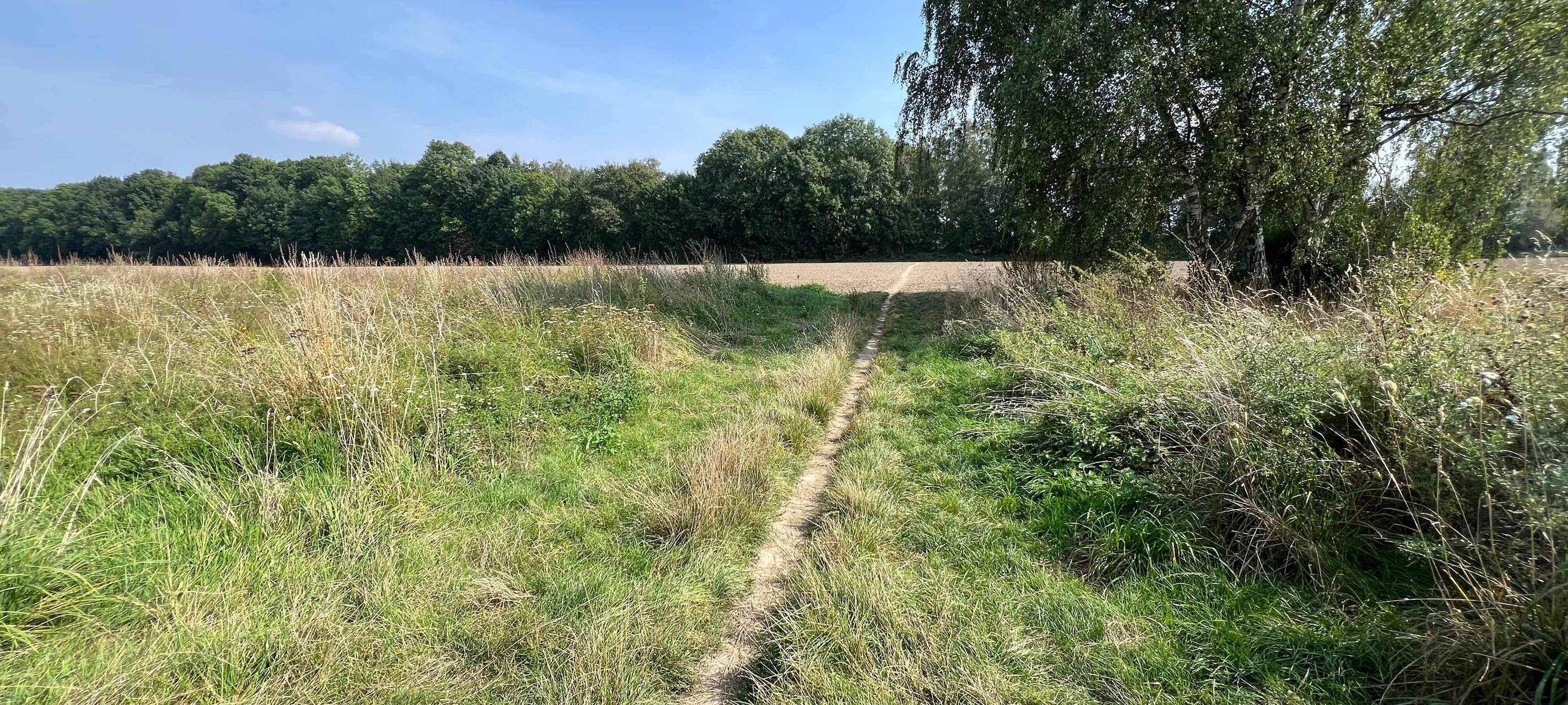 Dort wo eigentlich der Blühstreifen für Wildpflanzen und -tiere blühen sollte, verlaufen Trampelpfade durch Fuß- und Spaziergänger:innen.