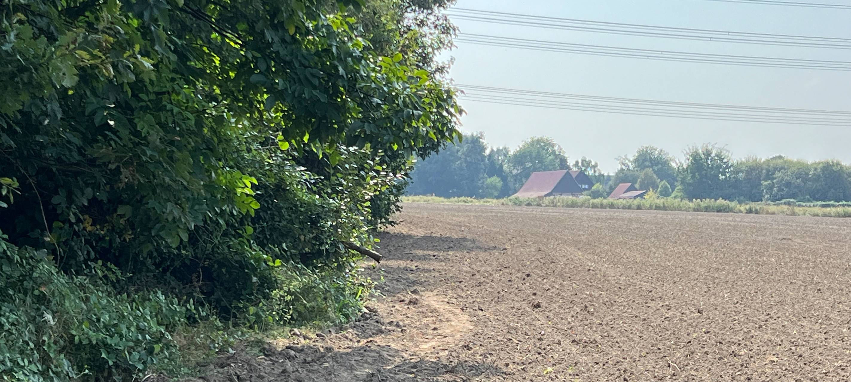 Dort wo eigentlich der Blühstreifen für Wildpflanzen und -tiere blühen sollte, verlaufen Trampelpfade durch Fuß- und Spaziergänger:innen.