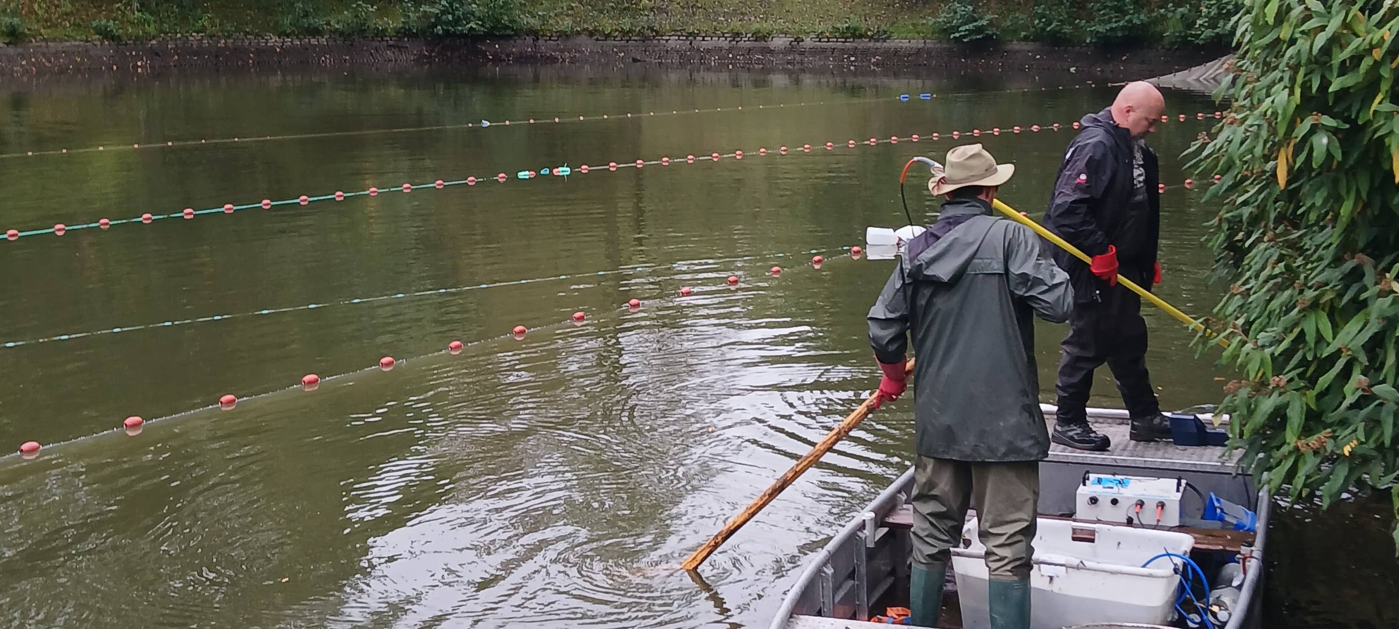 Fische im Alten Weiher in Bochum müssen umziehen