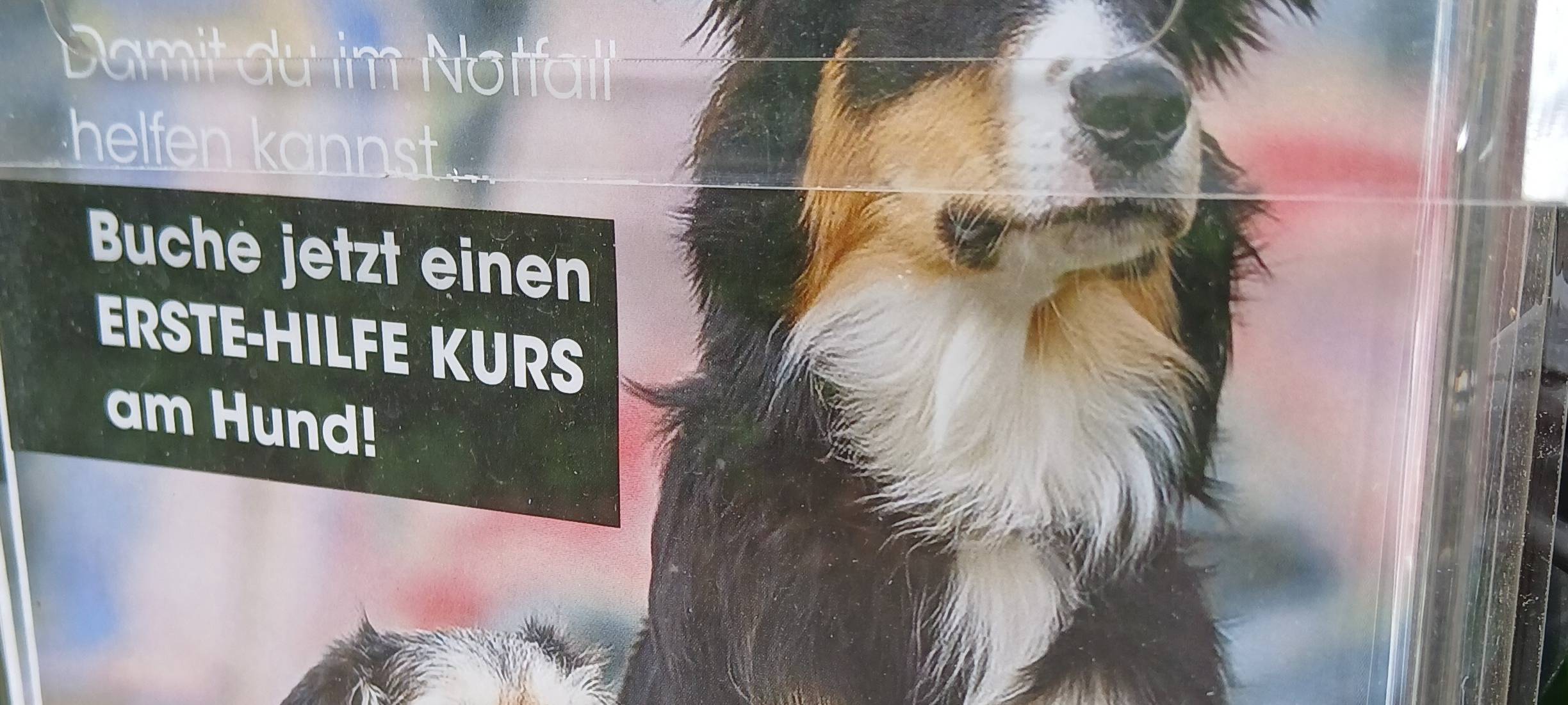 Bochum: Erste-Hilfe-Kurse am Hund