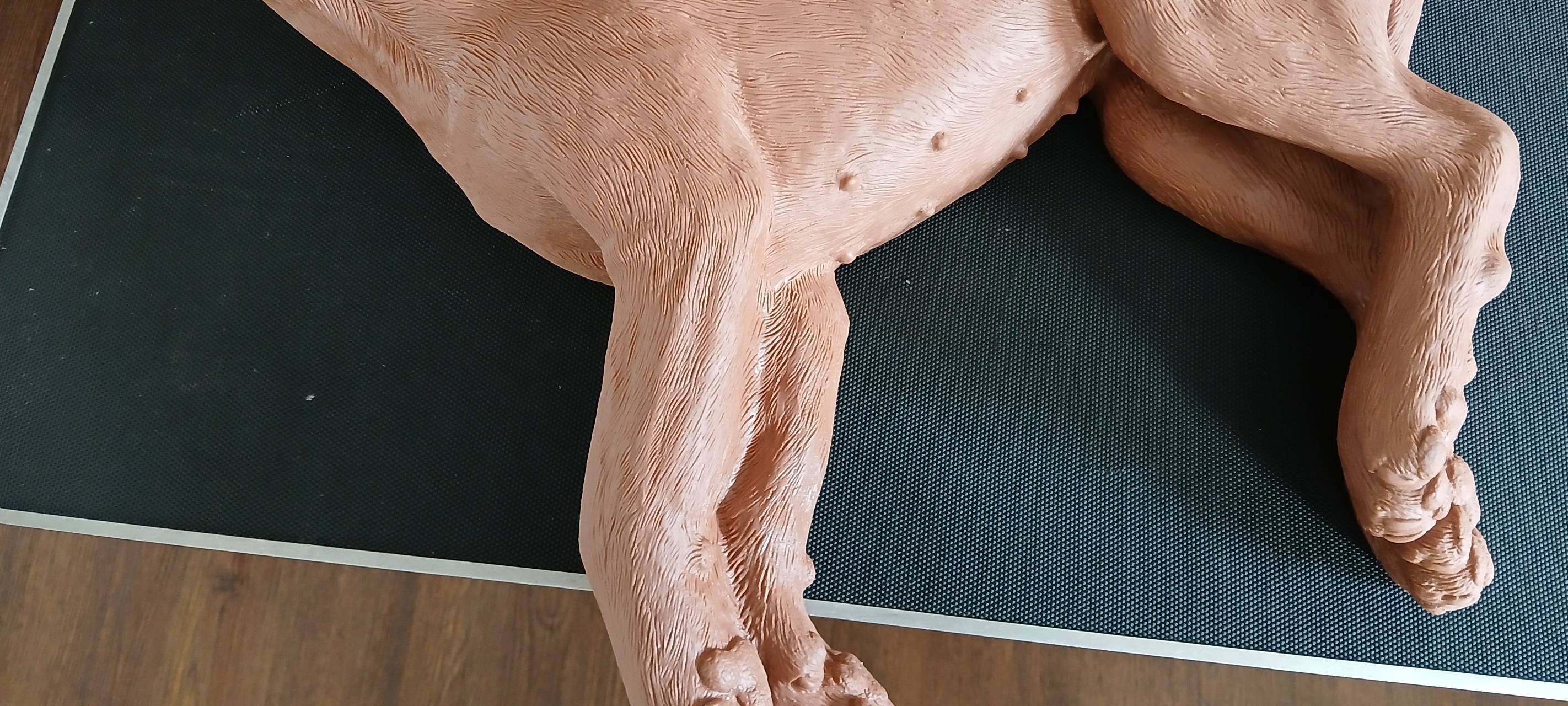 Bochum: Erste-Hilfe-Kurse am Hund