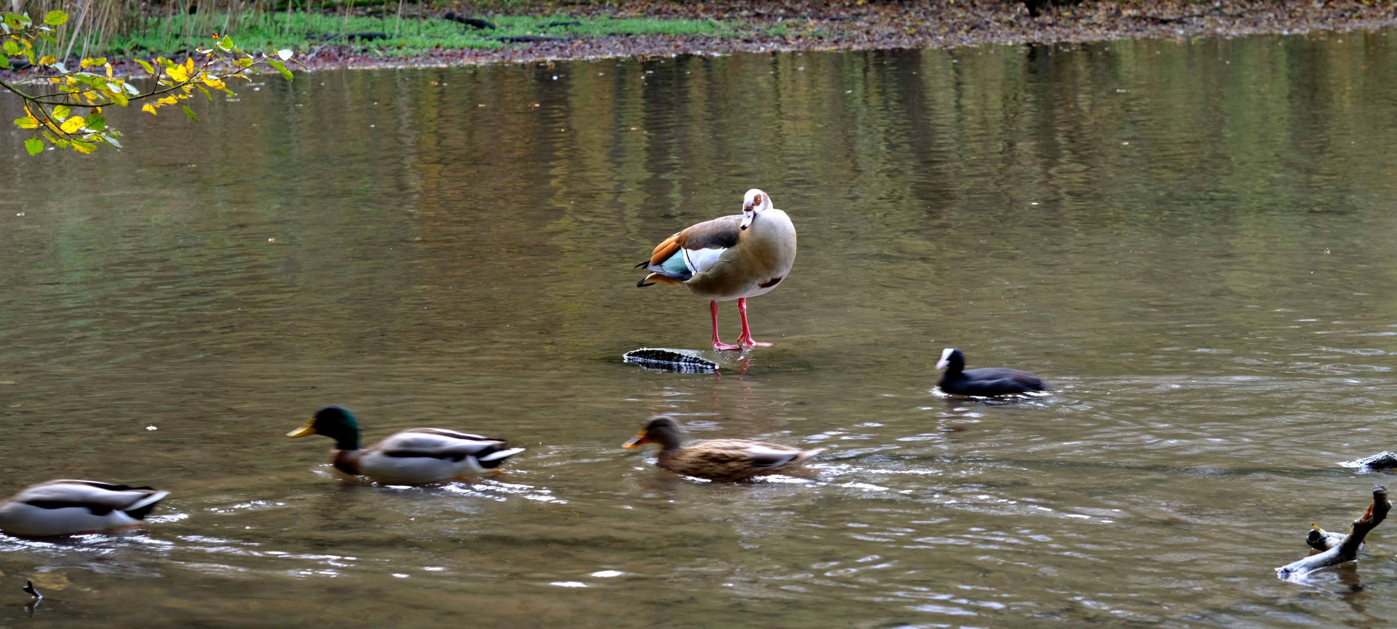 Teich in Bochum wird entschlammt