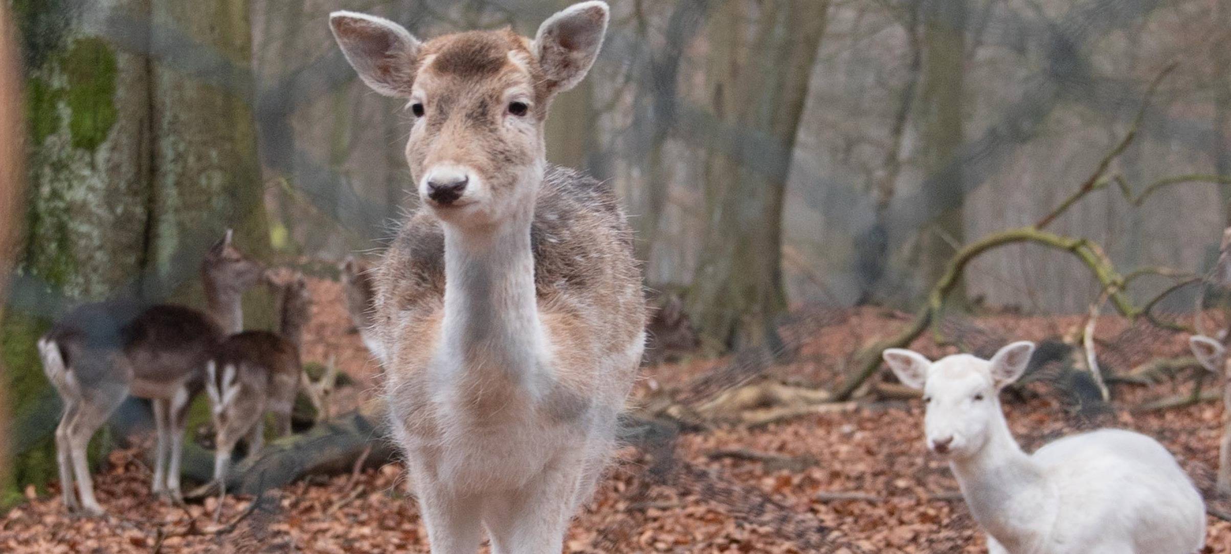 Damhirsche im Wildgehege am Weitmarer Holz werden nicht getötet