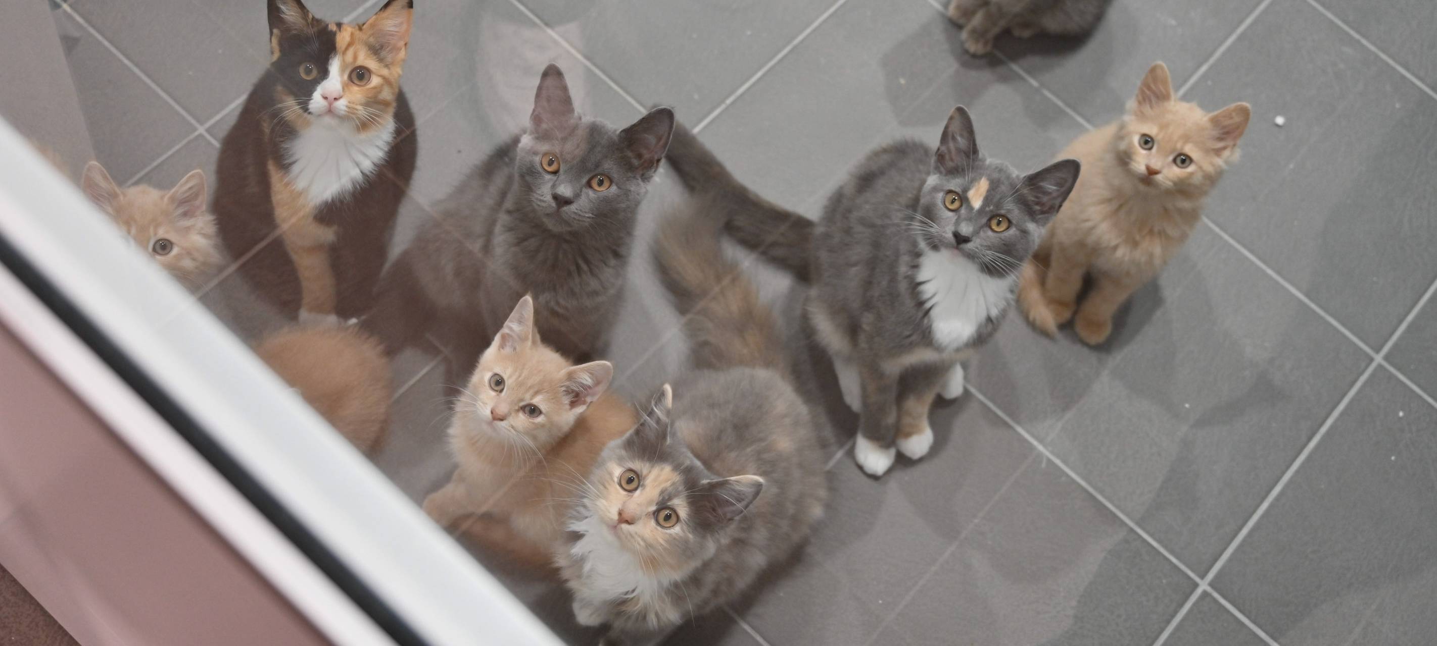Neue Quarantänecontainer für Katzen im Tierheim Bochum