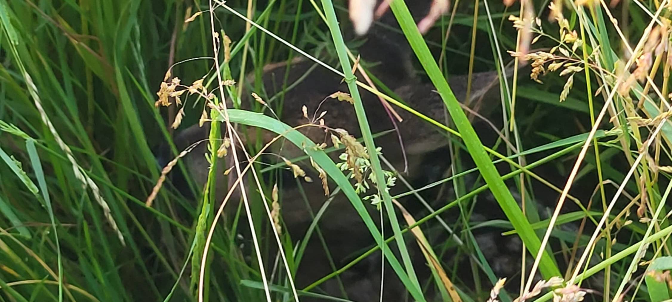 Rehkitzrettung Bochum