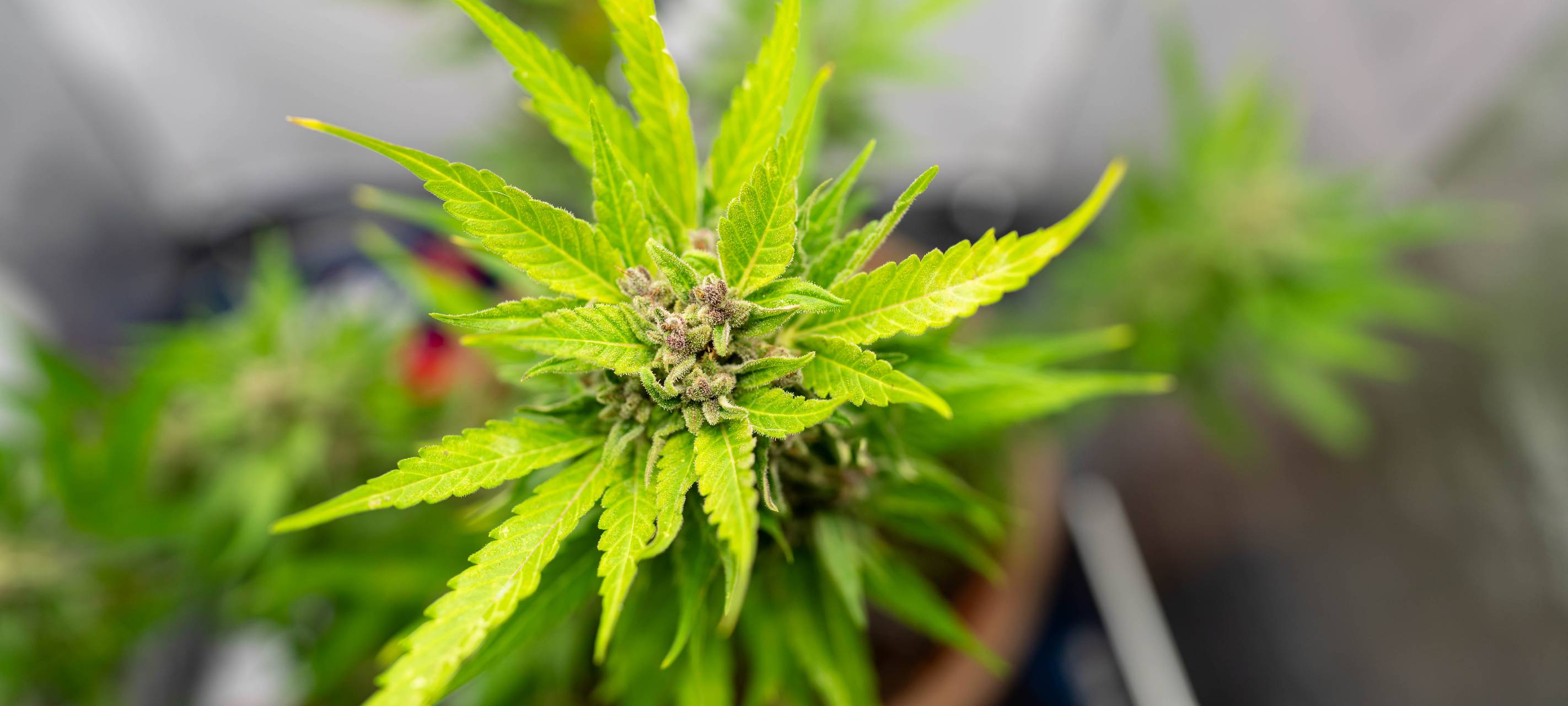 Prozess um Bochumer Drogenplantage gestartet