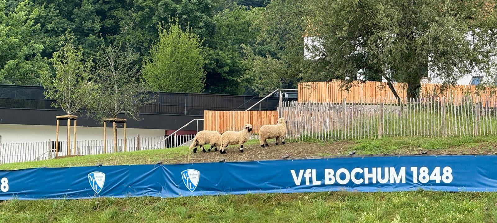 VfL Bochum in Scheffau